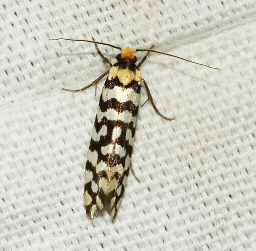 <em>Moerarchis australasiella</em>, moth. Great Otway National Park, Victoria.