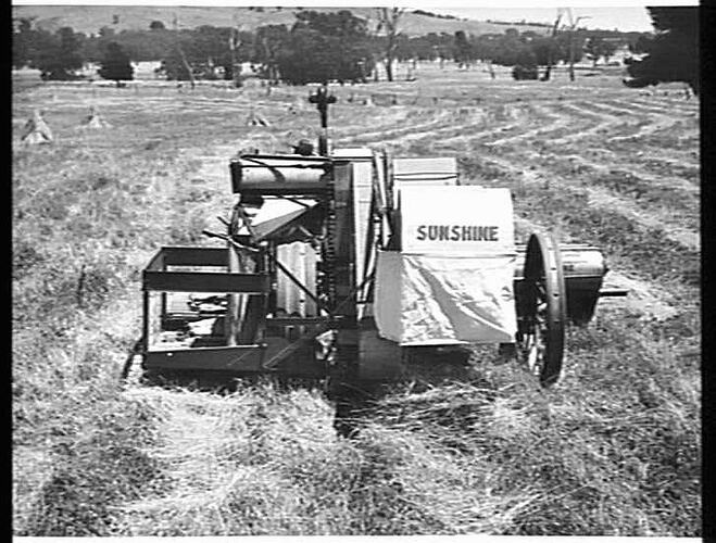 HARVESTING PHALARIS TUBEROSA AT WARRENBAYNE, VIC. JAN. 1948. IN THIS SECOND OPERATION A SUNSHINE ENGINE FUNCTIONED HEADER EQUIPPED WITH PICKUP ATTACHMENT HARVESTS THE CROP FROM A WINDROW.  A FEATURE IS THAT THE CROP IS PICKED UP GENTLY WITHOUT DISTURBANCE