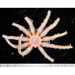 Back view of cream-pink seastar on black background with ruler.