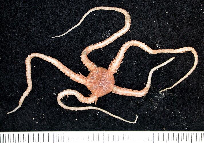 Back view of cream-brown brittle star on black background with ruler.