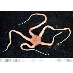 Back view of cream-brown brittle star on black background with ruler.