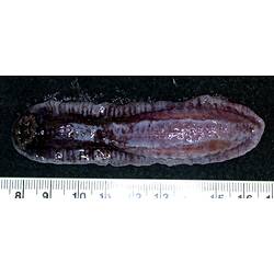 Front view of flat purple sea cucumber showing tentacles on black background with ruler.
