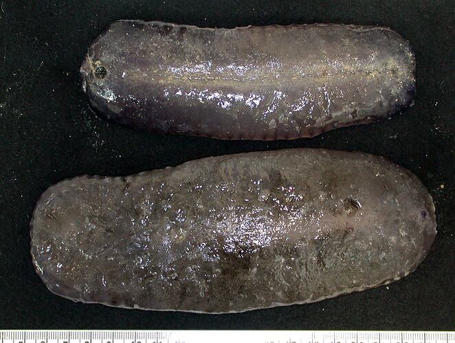 Back view of two flattened purple sea cucumbers on black background with ruler.