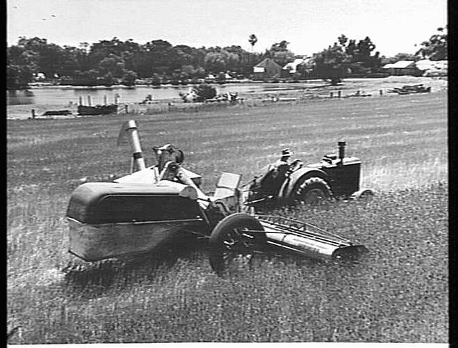 SUNSHINE NO. 4 POWER DRIVE HEADER WITH BULK HANDLING OUTFIT AND 55K TRACTOR, HARVESTING WHEAT ON THE ESTATE OF C.L. SUDHOLZ, NATIMUK, VIC: JAN 1955