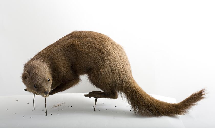 Side view of taxidermied mongoose specimen.
