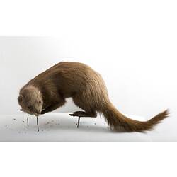 Side view of taxidermied mongoose specimen.
