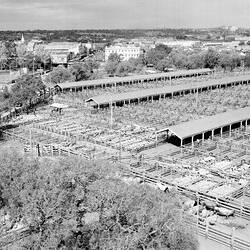 Negative - Aerial View of Stock in Pens, Newmarket Saleyards, Newmarket, 30 Oct 1958
