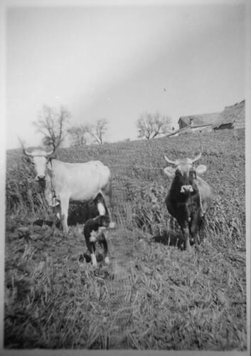 Two Bullocks In Field, Sant'Angelo, Calabria, circa 1950s