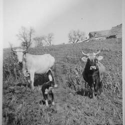 Digital Photograph -Two Bullocks In Field, Sant'Angelo, Calabria, circa 1950s