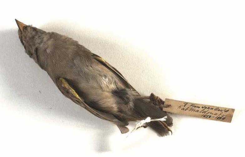 <em>Ammodramus humeralis</em>, Grassland Sparrow, skin. [B 19633]