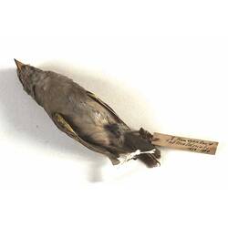 <em>Ammodramus humeralis</em>, Grassland Sparrow, skin. [B 19633]