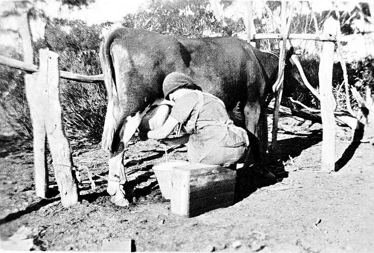 [Florence Larkin hand milking at Kooloonong, Mallee, 1925. The cow is contained in a simple post and rail stall.]