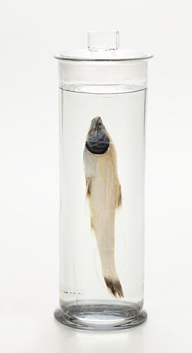 Translucent fish wet specimen in glass jar.