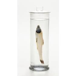 Translucent fish wet specimen in glass jar.