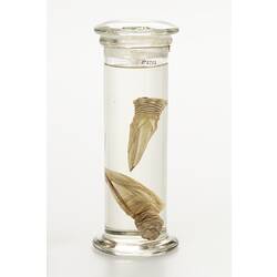 Gooseneck barnacle wet specimens in glass jar.