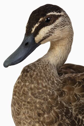 Duck mounted specimen, head detail.