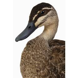 Duck mounted specimen, head detail.