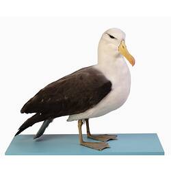 Our Fauna, Sea - Black-browed Albatross, <em>Thalassarche melanophris</em>