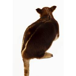 Mounted tree kangaroo specimen with brown and cream fur, with long tail hanging down.