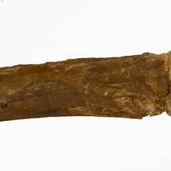 Long, golden-brown fossil bone fragment.