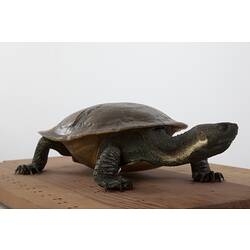 Macquarie turtle mounted on a board