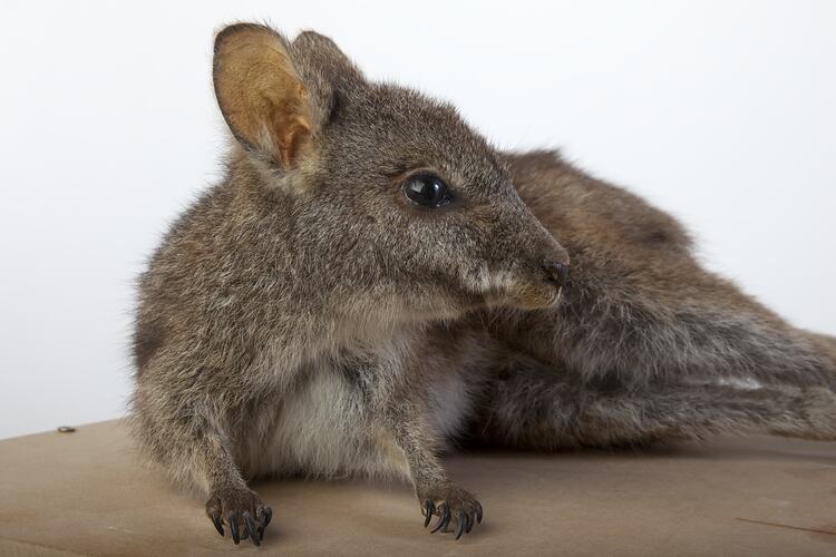 Wallaby specimen mounted lying on side.