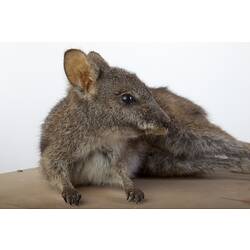 Wallaby specimen mounted lying on side.