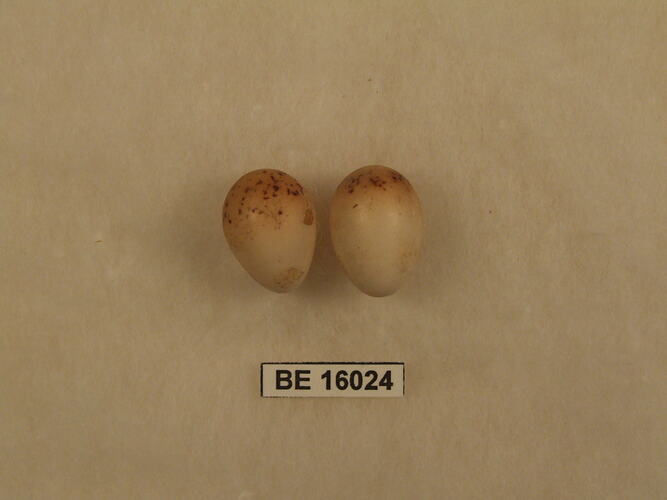 Two bird eggs with specimen label.