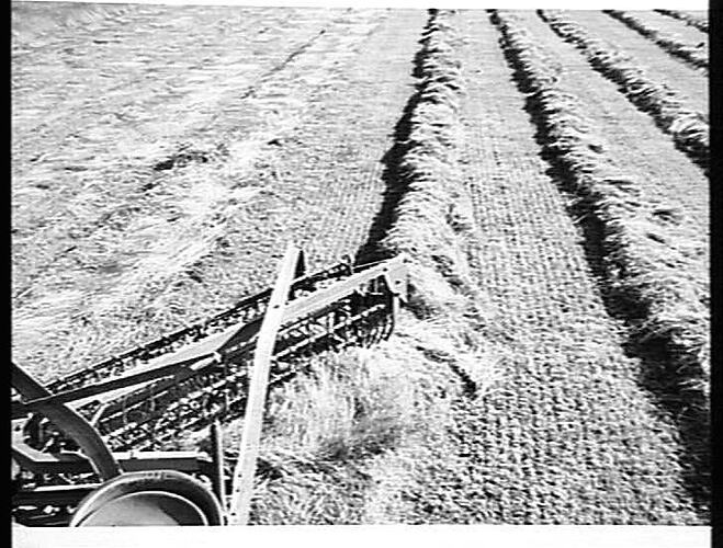NO. 475. THIS PHOTOGRAPH SHOWS CLEARLY THE CLEAN JOB OF RAKING DONE BY THE SUNSHINE POWER DRIVE SIDE DELIVERY RAKE ON THE FARM OF MR. W.   R. TALBOT, GEELONG, VIC. DEC. 1953.