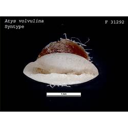 Atys (Acicula) volvulina Adams, 1862