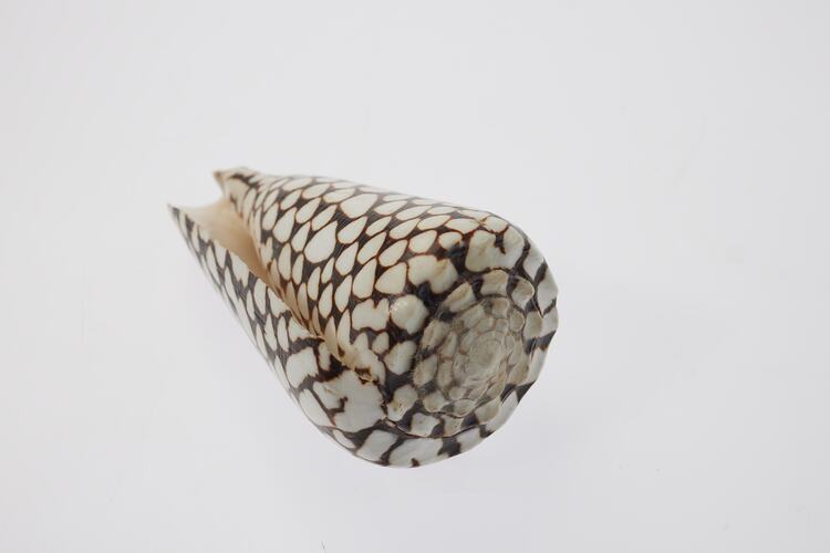A conical shell with brown and white markings.