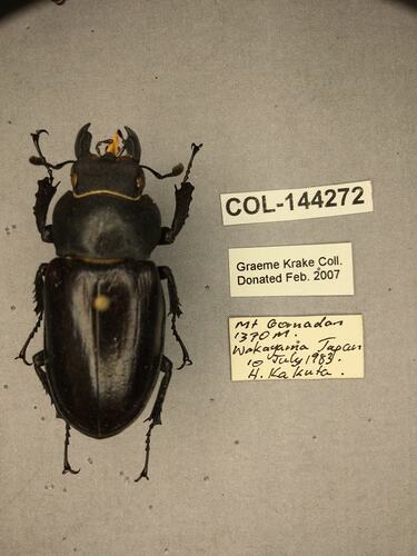 Dorsal view of pinned beetle specimen with labels.