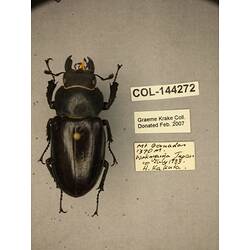 Dorsal view of pinned beetle specimen with labels.