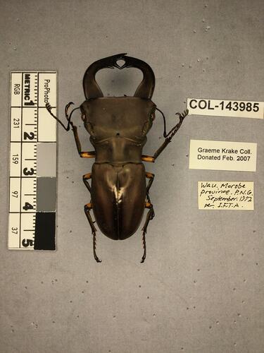 Shiny metallic brown beetle specimen with large mandibles, pinned next to text labels.