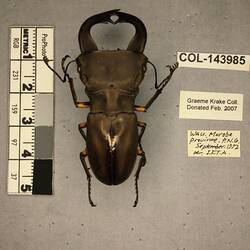 Shiny metallic brown beetle specimen with large mandibles, pinned next to text labels.
