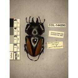 Dorsal view of pinned beetle specimen with labels.