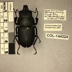 Shiny brown beetle specimen with large mandibles, pinned next to text labels.