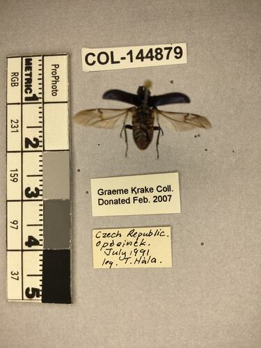 Dorsal view of pinned beetle specimen with labels.