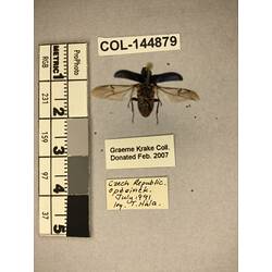 Dorsal view of pinned beetle specimen with labels.