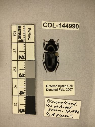Shiny brown beetle specimen with large mandibles, pinned next to text labels.