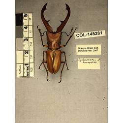 Dorsal view of pinned beetle specimen with labels.