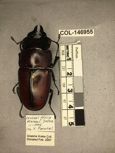 Shiny brown beetle specimen with large mandibles, pinned next to text labels.