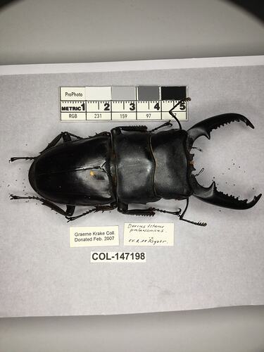 Shiny brown beetle specimen with large mandibles, pinned next to text labels.