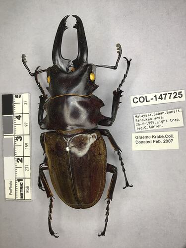 Shiny brown beetle specimen with large mandibles, pinned next to text labels.