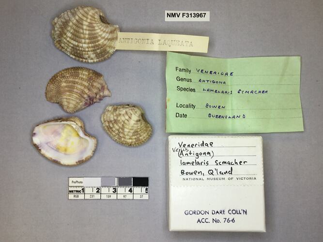 Dry Venus Clam shells beside labels.