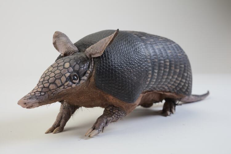 <em>Dasypus novemcinctus</em>, Nine-banded Armadillo. [C 27258]