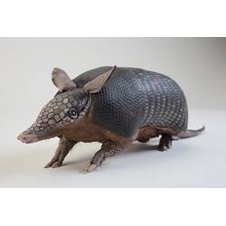 <em>Dasypus novemcinctus</em>, Nine-banded Armadillo. [C 27258]