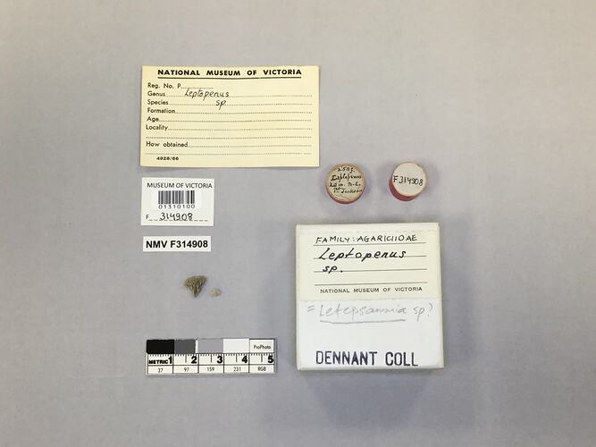 Dry stony coral specimen beside labels.