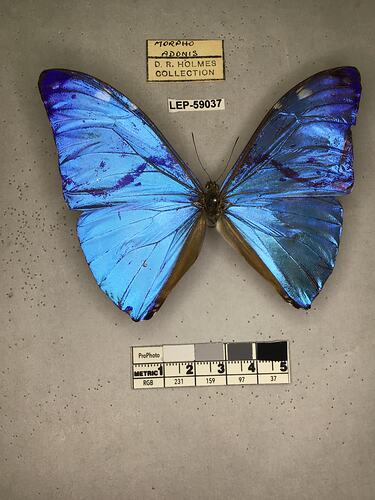 Pinned butterfly specimen beside label.