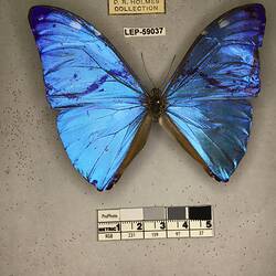 Pinned butterfly specimen beside label.